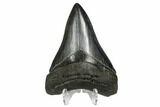 Serrated, Fossil Megalodon Tooth - South Carolina #173897-2